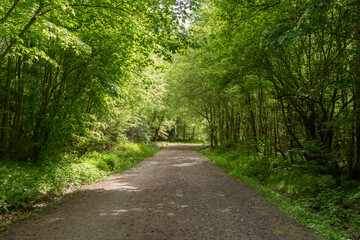 Obraz premium A tranquil dirt road through lush deciduous trees in a vibrant green forest, perfect for nature, eco-tourism, and environmental themes.