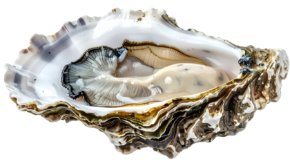 Open oyster shell revealing raw seafood, textures, and details against a transparent background