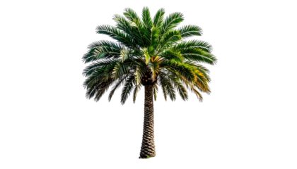 Isolated palm tree, rich green fronds and brown trunk against black background