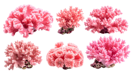 Six isolated coral reef specimens in varying shades of pink, on black background