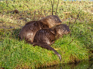 Fototapeta premium Two Otter Cubs by a Pond