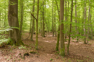 Lush green beech forest (Fagus sylvatica) with sunlit pathway and fresh spring leaves in a tranquil natural setting.