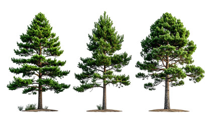 Three green pine trees of varying sizes with brown trunks on a transparent background
