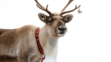 realistic,Christmas reindeer, isolated on a transparent background PNG
