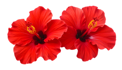 Two vibrant red hibiscus blooms on a black background, showcasing intricate petals and stamens