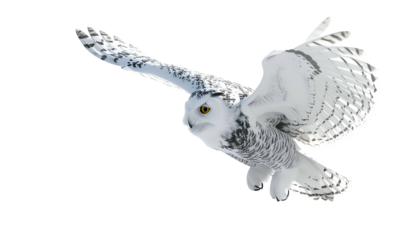 White owl in flight with wings outstretched, detailed feathers, piercing yellow eyes, black background