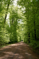 Fototapeta premium Scenic forest trail with a rich green canopy of Beech trees (Fagus sylvatica), showcasing the tranquility and calmness of nature.