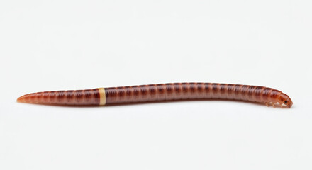 Obraz premium Close-up of an earthworm, a segmented, cylindrical invertebrate, lying on a white background, showing detailed textures and coloration