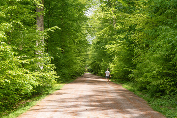 Sunlit dirt path through a dense forest of Beech trees and person walking on it, offering a peaceful escape into nature with vibrant foliage in spring