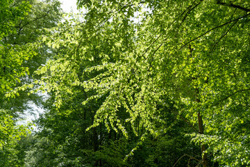 Fototapeta premium Lush forest with tall Beech trees (Fagus sylvatica) in spring, offering a vibrant green canopy that invites tranquility and relaxation