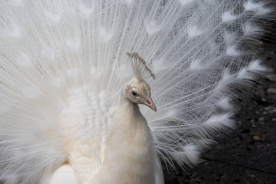 weisser Pfau 