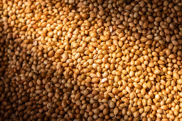 Pile of dried coriander seeds. A Close-up background texture of dried coriander seeds