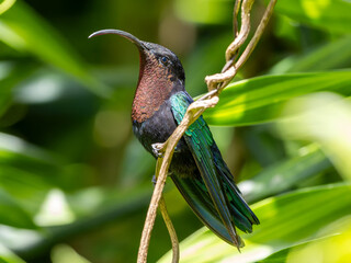 Close-up view of Hummingbird Purple-throated carib (Eulampis jugularis) at Guadeloupe National Park - Caribbean island Guadeloupe