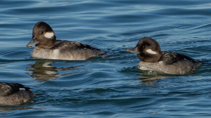Bufflehead duck on the water