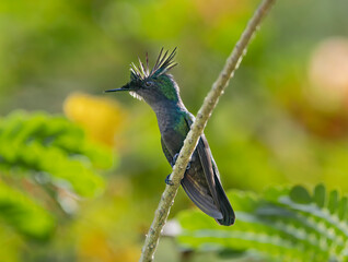 Close-up view of an Antillean crested hummingbird (Orthorhyncus cristatus) at Botanical Garden of Deshaies - Caribbean island Guadeloupe