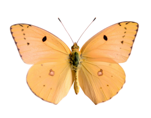 Firefly____Isolated Foam Finger Number One 185863.jpg - Firefly_apricot sulphur butterfly 190877.jpg (3)
