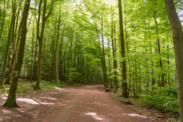 Obraz premium Sunlit forest path surrounded by lush green deciduous trees. Spring woodland scenery with European beech (Fagus sylvatica), peaceful nature background, walking and mindfulness concept.