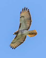 Fototapeta premium Red Tailed Hawk in flight