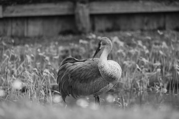 A sandhill crane stands in a beautiful pond in Pasco County, Tampa Bay, Florida, The calm water reflects the birds as they feed and preen in harmony within the clean wetland environment. Soft Florida 