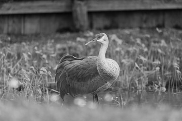 A sandhill crane stands in a beautiful pond in Pasco County, Tampa Bay, Florida, The calm water reflects the birds as they feed and preen in harmony within the clean wetland environment. Soft Florida 