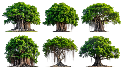Six isolated images of large, green-leafed trees with expansive root systems and trunks