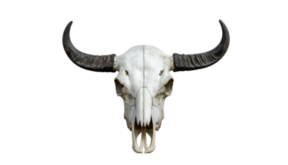 A bleached animal skull with large curved horns against a black background