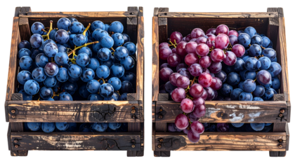 Two wooden crates filled with vibrant bunches of purple and red grapes, ready to be picked