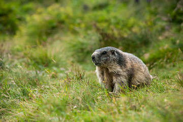 marmot in the grass