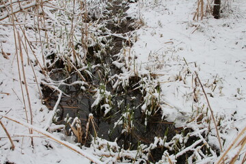 A tree covered in snow