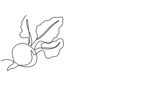 Beetroot continuous one line drawing animation video. Full length single line 4K video clip, Self drawing line animation whole healthy organic beetroot fresh garden beet plant vegetable continuous one