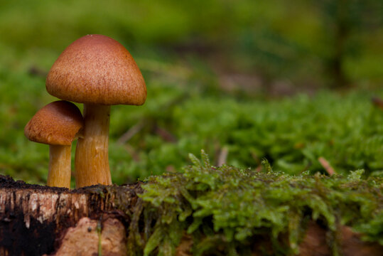 Two brown mushrooms on a green-brown background, according to AI: Scaly Rustgill (Gymnopilus sapineus)