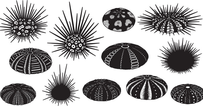 Collection of detailed sea urchin shell illustrations in various shapes