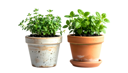 Two potted herbs, thyme and oregano, sit side by side against a black background
