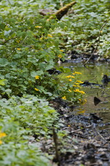 Marsh marigold (Caltha palusttris )