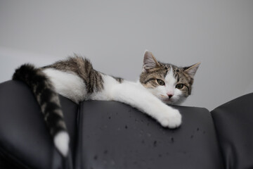 Domestic cat resting on a black leather chair looking at camera © vinx83