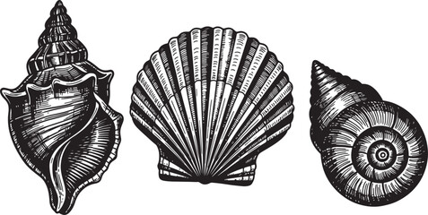 Three different seashells isolated on transparent background