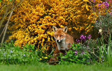 Red fox standing on green grass in flower garden