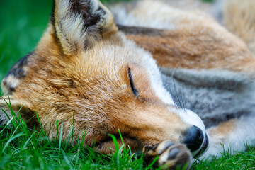 Portrait of a beautiful red fox sleeping on a vibrant green grass