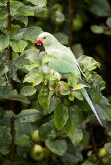 Wild rose-ringed parakeet feeding on apple tree