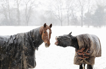 Two horses in turnout rugs playing and interacting in falling snow in winter