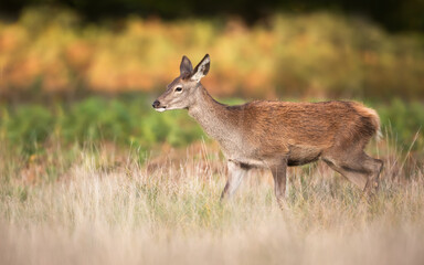 Red deer calf walking in grass in autumn meadow