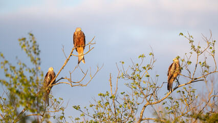 Three Red kites perched in tree branches on a sunny day
