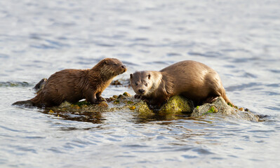 European otter mother and cub resting on algae covered rock