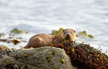 Young European otter cub resting on coastal seaweed