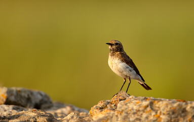 Pied Wheatear female perched on rock