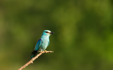  European Roller perching on a tree branch in summer