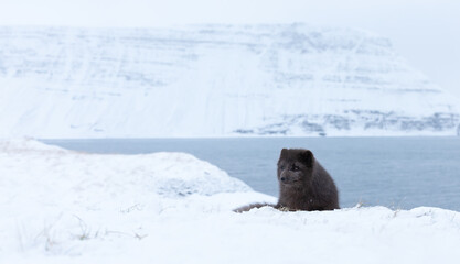 Blue morph Arctic fox lying in a snowy white winter landscape