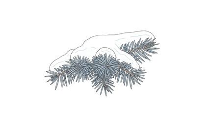 Blue spruce branch with snow on png isolated transparent background black background pine needle
