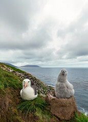 Black-browed Albatross adult sitting beside its fluffy chick on a grass and mud nest in Falkland Islands.