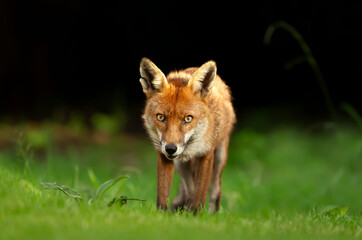 Red fox standing on green grass in meadow
